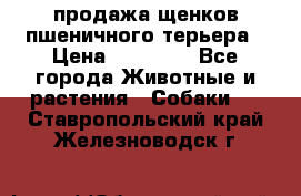 продажа щенков пшеничного терьера › Цена ­ 35 000 - Все города Животные и растения » Собаки   . Ставропольский край,Железноводск г.